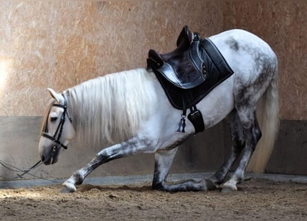 PRE, Hengst, 5 Jahre, 174 cm, Schimmel