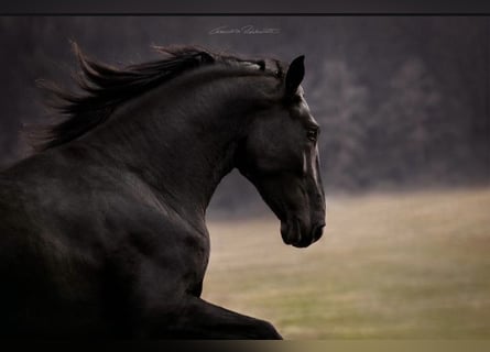 PRE Mix, Hengst, 5 Jahre, 175 cm, Rappe