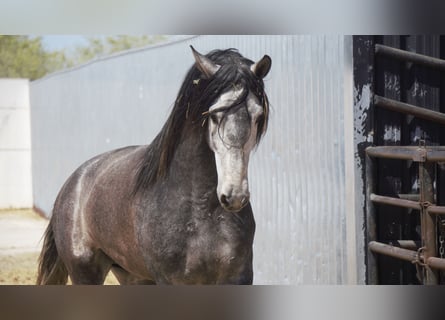 PRE Mix, Hengst, 5 Jahre, 175 cm, Schimmel