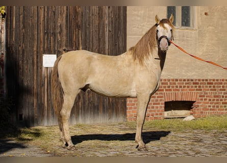 PRE, Hengst, 6 Jaar, 160 cm, Pearl