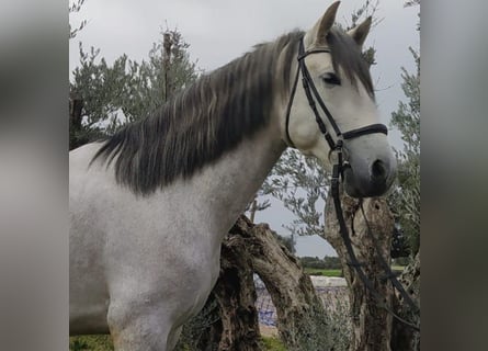 PRE Mix, Hengst, 6 Jaar, 160 cm, Schimmel