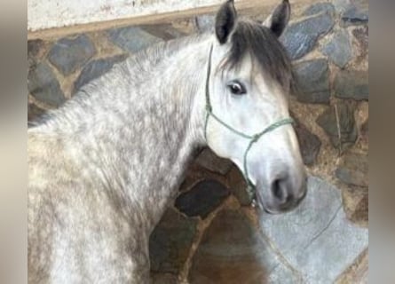PRE Mix, Hengst, 6 Jaar, 160 cm, Schimmel