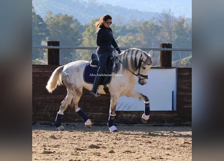 PRE Mix, Hengst, 6 Jaar, 160 cm, Wit