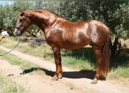 PRE, Hengst, 6 Jaar, 161 cm, Vos