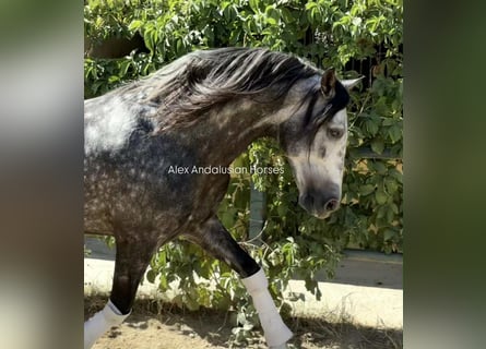 PRE Mix, Hengst, 6 Jaar, 163 cm, Appelschimmel