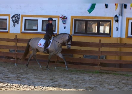 PRE Mix, Hengst, 6 Jaar, 163 cm, Brown Falb schimmel