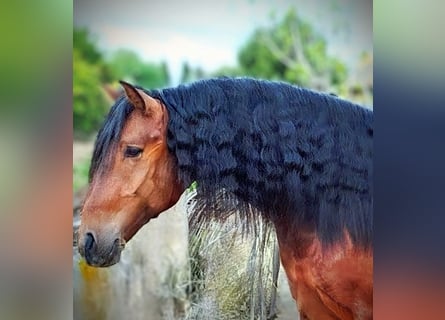 PRE Mix, Hengst, 6 Jaar, 163 cm, Bruin