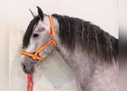 PRE Mix, Hengst, 6 Jaar, 163 cm, Schimmel