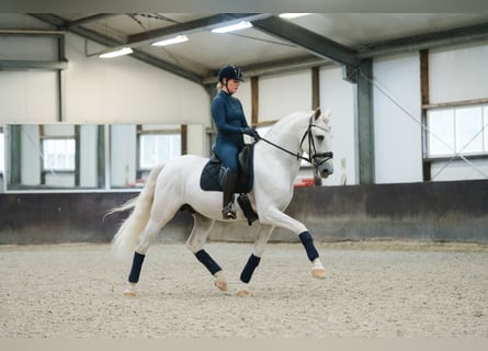 PRE Mix, Hengst, 6 Jaar, 163 cm, Wit