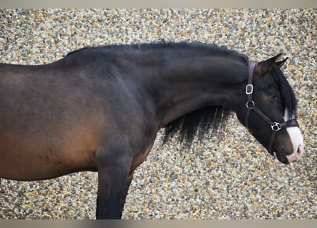 PRE Mix, Hengst, 6 Jaar, 163 cm, Zwart