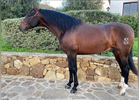 PRE Mix, Hengst, 6 Jaar, 164 cm, Bruin