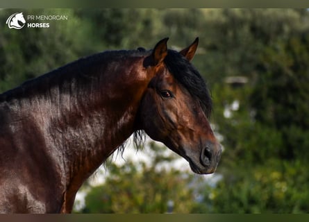 PRE Mix, Hengst, 6 Jaar, 164 cm, Bruin