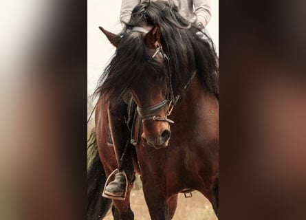 PRE Mix, Hengst, 6 Jaar, 164 cm, Donkerbruin