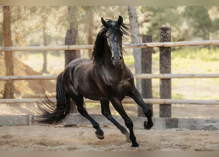 PRE, Hengst, 6 Jaar, 164 cm, Zwart