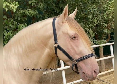 PRE Mix, Hengst, 6 Jaar, 165 cm, Perlino