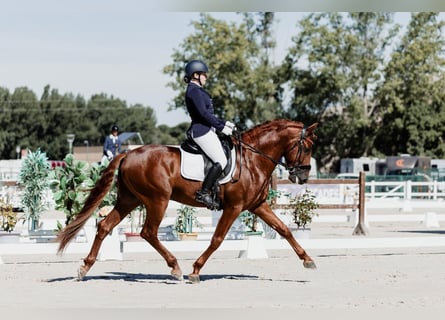 PRE, Hengst, 6 Jaar, 165 cm, Vos