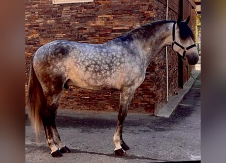 PRE, Hengst, 6 Jaar, 167 cm, Schimmel