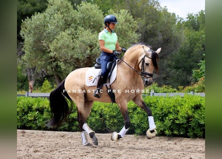 PRE Mix, Hengst, 6 Jaar, 168 cm, Falbe