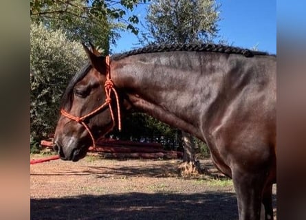 PRE Mix, Hengst, 6 Jaar, 168 cm, Roodbruin