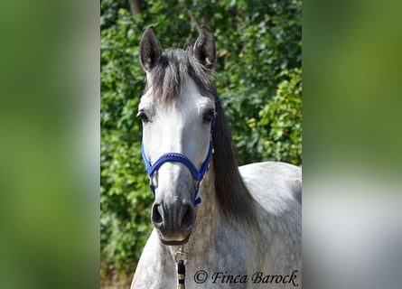 PRE, Hengst, 6 Jaar, 168 cm, Schimmel