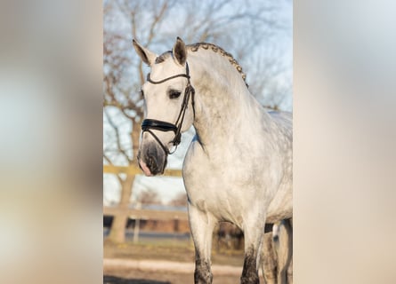PRE, Hengst, 6 Jaar, 168 cm, Schimmel