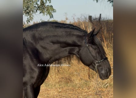 PRE Mix, Hengst, 6 Jaar, 170 cm, Zwart
