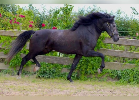 PRE, Hengst, 6 Jaar, 170 cm, Zwartschimmel