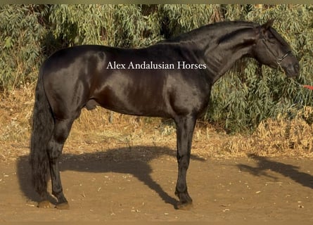 PRE Mix, Hengst, 6 Jaar, 173 cm, Zwart