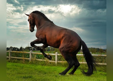 PRE Mix, Hengst, 6 Jaar, 176 cm, Donkerbruin