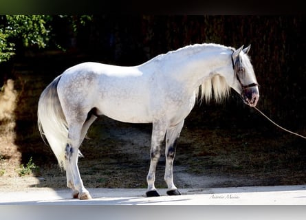 PRE Mix, Hengst, 6 Jaar, 177 cm, Schimmel