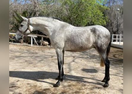 PRE Mix, Hengst, 6 Jahre, 156 cm, Schimmel