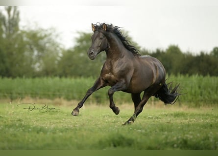 PRE, Hengst, 6 Jahre, 157 cm, Rappe