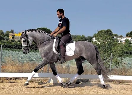 PRE Mix, Hengst, 6 Jahre, 158 cm, Apfelschimmel