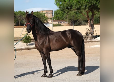 PRE Mix, Hengst, 6 Jahre, 158 cm, Rappe