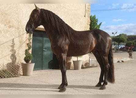 PRE Mix, Hengst, 6 Jahre, 158 cm, Rappe