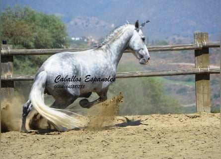 PRE, Hengst, 6 Jahre, 159 cm, Schimmel