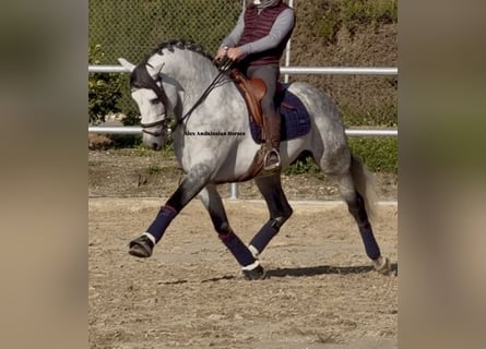 PRE Mix, Hengst, 6 Jahre, 160 cm, Apfelschimmel