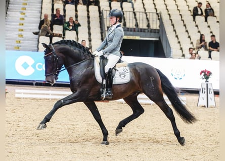 PRE Mix, Hengst, 6 Jahre, 160 cm, Dunkelbrauner