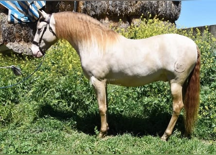 PRE, Hengst, 6 Jahre, 160 cm, Pearl