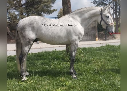 PRE Mix, Hengst, 6 Jahre, 160 cm, Schimmel