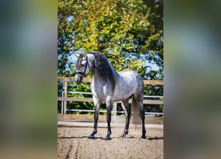 PRE Mix, Hengst, 6 Jahre, 162 cm, Apfelschimmel