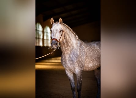 PRE, Hengst, 6 Jahre, 162 cm, Apfelschimmel