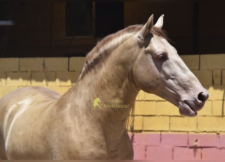 PRE, Hengst, 6 Jahre, 162 cm, Pearl