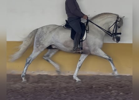 PRE Mix, Hengst, 6 Jahre, 162 cm, Schimmel