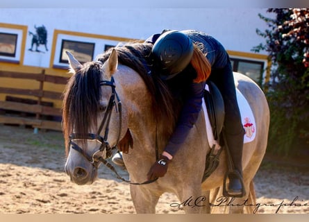 PRE Mix, Hengst, 6 Jahre, 163 cm, Braunfalbschimmel