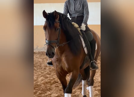 PRE Mix, Hengst, 6 Jahre, 163 cm, Dunkelbrauner