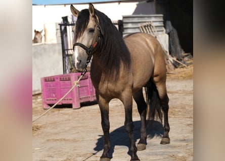 PRE Mix, Hengst, 6 Jahre, 163 cm, Falbe