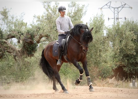 PRE Mix, Hengst, 6 Jahre, 164 cm, Brauner