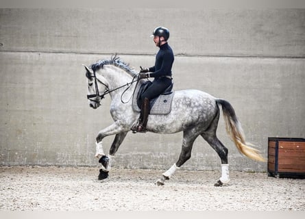 PRE, Hengst, 6 Jahre, 165 cm, Blauschimmel