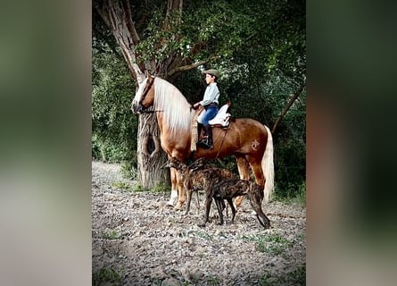 PRE, Hengst, 6 Jahre, 165 cm, Palomino